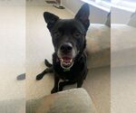 Small #44 Labrador Retriever Mix
