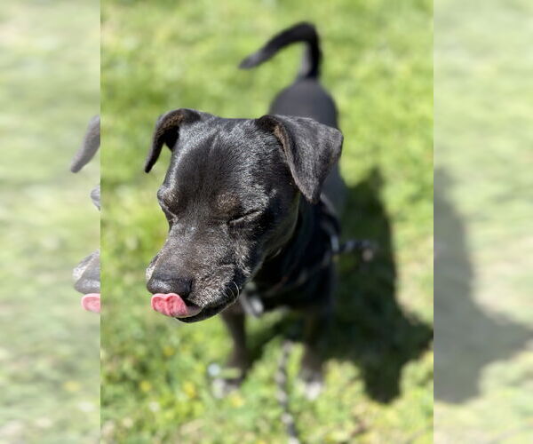 Medium Photo #3 Chihuahua-Unknown Mix Puppy For Sale in Chico, CA, USA