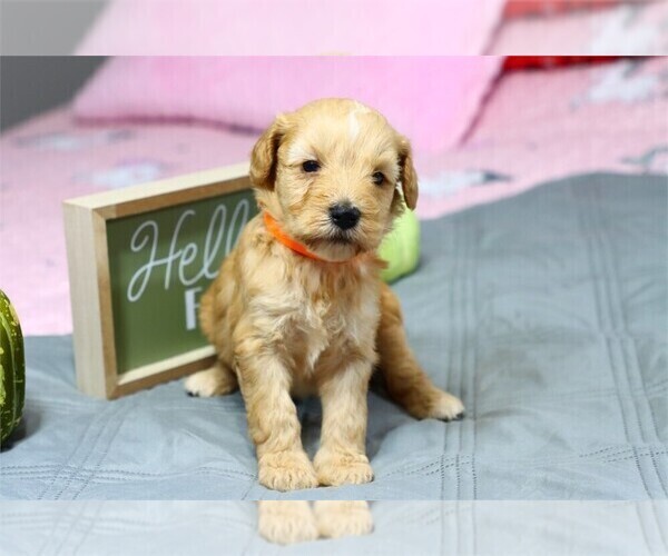 Medium Photo #8 Goldendoodle (Miniature) Puppy For Sale in PEMBROKE PINES, FL, USA