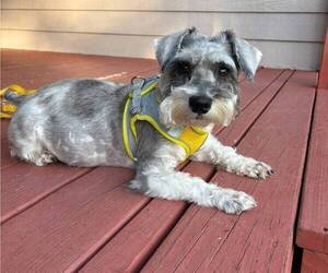 Mother of the Schnauzer (Miniature) puppies born on 08/17/2026