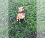 Small #1 American Pit Bull Terrier