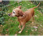 Small #5 Redbone Coonhound Mix