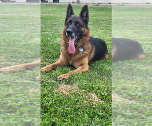 German Shepherd Dog Dogs for adoption in Modesto, CA, USA