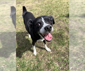 Chihuahua-Unknown Mix Dogs for adoption in St. Louis Park, MN, USA