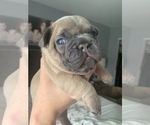 Small Photo #1 French Bulldog Puppy For Sale in GLENDALE HEIGHTS, IL, USA