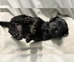 Puppy Tammy Goldendoodle