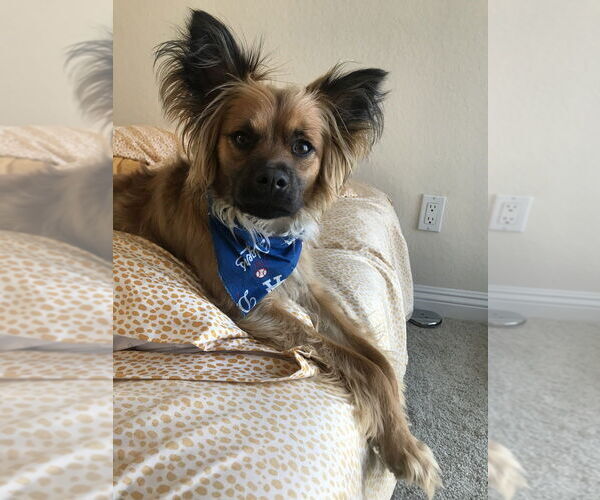 Medium Photo #1 German Shepherd Dog-Papillon Mix Puppy For Sale in Dana Point, CA, USA