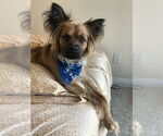 Small German Shepherd Dog-Papillon Mix