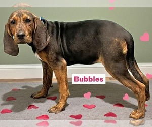 Mutt Dogs for adoption in Woodbury, NY, USA