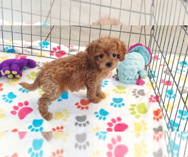 Medium Photo #9 Cavapoo (Miniature)-Poodle (Toy) Mix Puppy For Sale in ORO VALLEY, AZ, USA