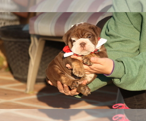 Bulldog Puppy for sale in MURRIETA, CA, USA