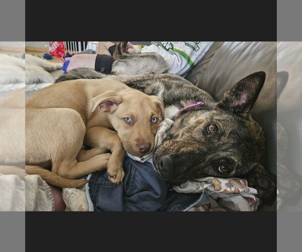 Medium Photo #4 Siberian Husky-Unknown Mix Puppy For Sale in Fargo, ND, USA