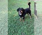 Small #1 Mutt