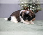 Small #2 Shih Tzu