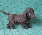 Small Photo #2 Bordoodle-Poodle (Standard) Mix Puppy For Sale in HUNTINGDON VALLEY, PA, USA