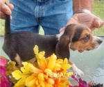 Small #17 Beagle
