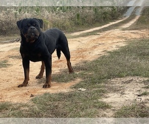Father of the Rottweiler puppies born on 05/12/2024