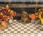 Axel - Male Cavapoo (Miniature) Puppy for Sale - Photo #5