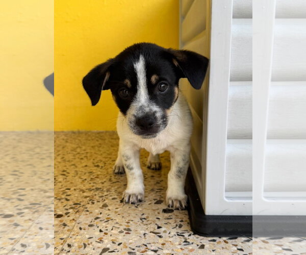 Medium Photo #2 Chihuahua-Unknown Mix Puppy For Sale in Virginia Beach, VA, USA
