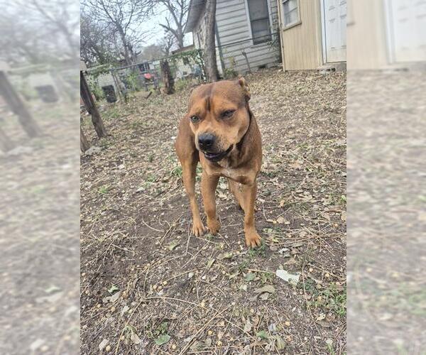 Medium Photo #1 American Staffordshire Terrier-Unknown Mix Puppy For Sale in San Antonio, TX, USA