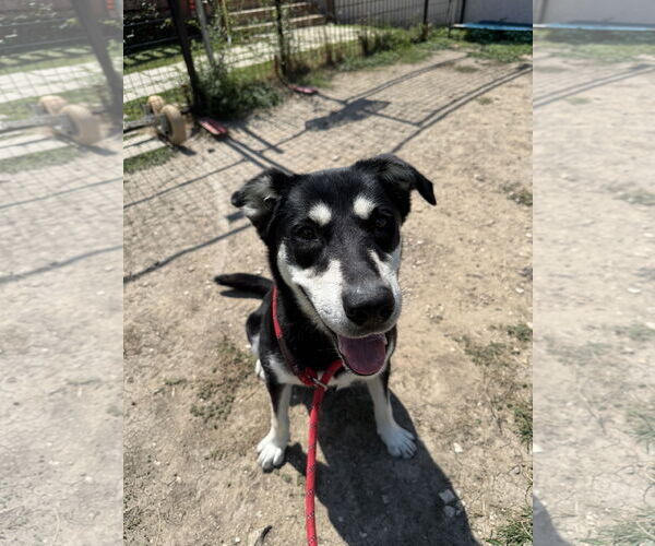Medium Photo #4 German Shepherd Dog-Unknown Mix Puppy For Sale in Rowlett, TX, USA
