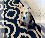 Small #3 Boxer Mix