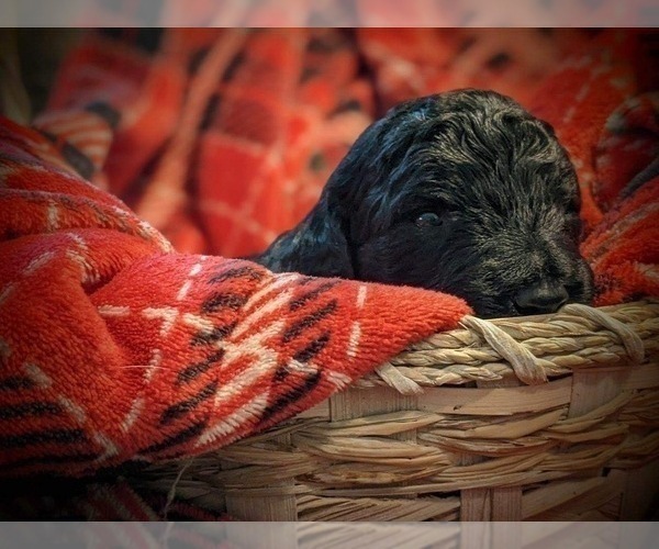 Medium Photo #4 F2 Aussiedoodle Puppy For Sale in LOUISA, VA, USA