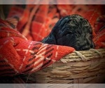 Small Photo #4 F2 Aussiedoodle Puppy For Sale in LOUISA, VA, USA