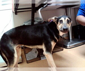 German Shepherd Dog-Unknown Mix Dogs for adoption in Martinez, CA, USA