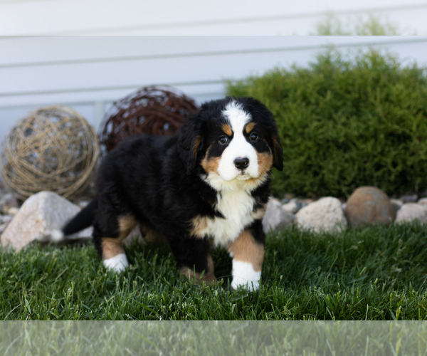 Medium Photo #4 Bernese Mountain Dog Puppy For Sale in TOPEKA, IN, USA