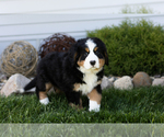 Small #3 Bernese Mountain Dog