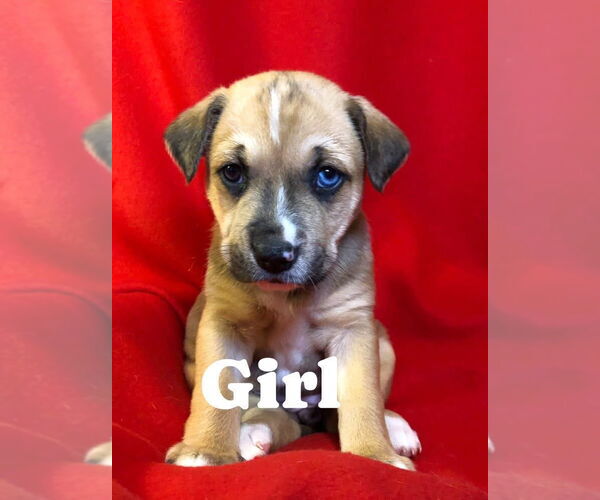 Medium Photo #3 Catahoula Leopard Dog-Unknown Mix Puppy For Sale in Hillsboro, MO, USA