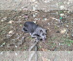 Small #41 American Pit Bull Terrier Mix