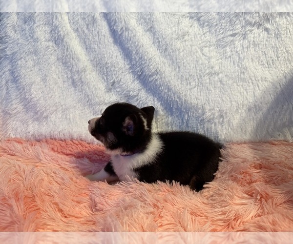 Medium Photo #27 American Corgi Puppy For Sale in CANAL WINCHESTER, OH, USA
