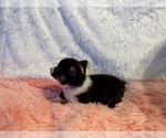 Small Photo #27 American Corgi Puppy For Sale in CANAL WINCHESTER, OH, USA