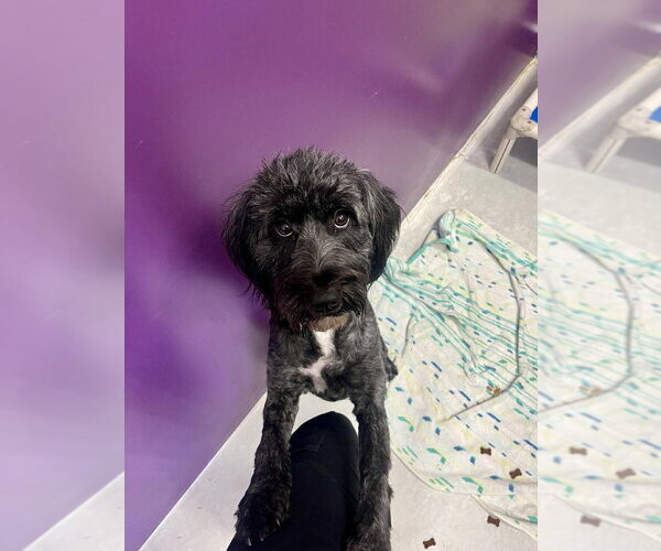 Medium Photo #1 Mutt Puppy For Sale in Candler, NC, USA