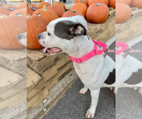 Medium Photo #4 Bullboxer Pit Puppy For Sale in Holly Springs, NC, USA