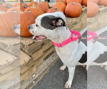 Small Photo #4 Bullboxer Pit Puppy For Sale in Holly Springs, NC, USA