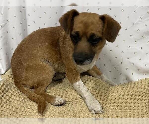 Medium Photo #1 Chihuahua Puppy For Sale in Modesto, CA, USA