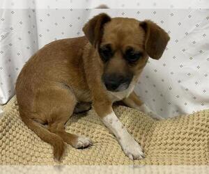 Chihuahua Dogs for adoption in Modesto, CA, USA