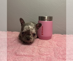 French Bulldog Puppy for sale in PGH, PA, USA