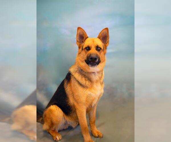 Medium Photo #3 German Shepherd Dog Puppy For Sale in Lathrop, CA, USA