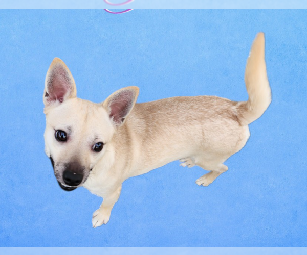 Medium Photo #2 Chihuahua Puppy For Sale in Seaford, DE, USA