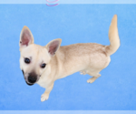 Small Photo #2 Chihuahua Puppy For Sale in Seaford, DE, USA