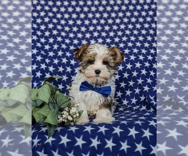 Medium Photo #6 Biewer Terrier-Maltese Mix Puppy For Sale in LEOLA, PA, USA
