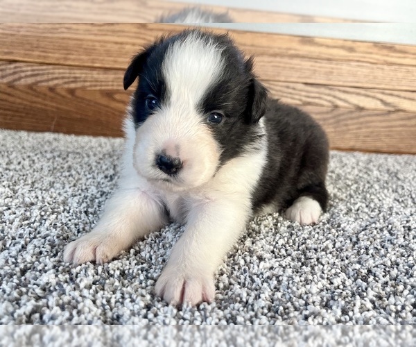 Medium Photo #6 Australian Shepherd Puppy For Sale in LODA, IL, USA