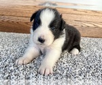 Small #5 Australian Shepherd