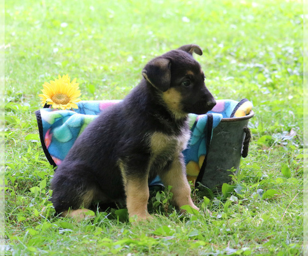 Medium Photo #3 German Shepherd Dog Puppy For Sale in GAP, PA, USA