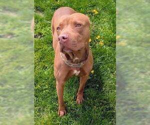 Labrador Retriever-Unknown Mix Dogs for adoption in Akron, OH, USA