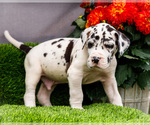 Puppy Jeremy Great Dane